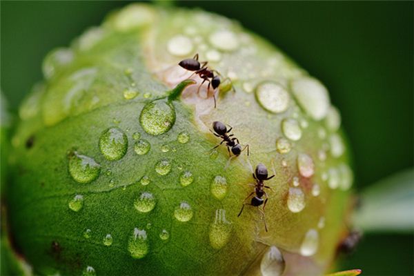 梦见嘴内有虫有什么样的预兆